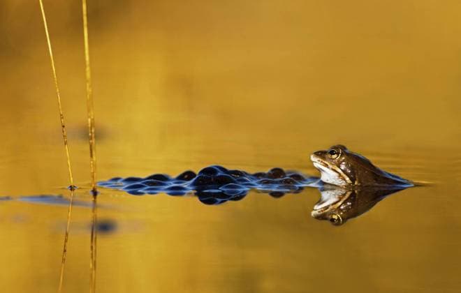 Moorfrosch (Rana arvalis) und schwimmender Froschlaich im Teich *** Moor Frog Rana Arvalis and Floating Froschlaich at Pond Copyright: imageBROKER alimdix xArterrax xLoulouxBeavers ibltsm09492006.jpg