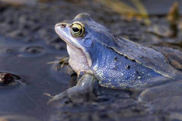 Moorfrosch (Rana arvalis), blau gefärbtes Männchen, das während der Brutzeit im Frühjahr im Teich zwischen Froschlaich schwimmt *** Moor Frog Rana Arvalis , Blue colored Male, the during the Incubation period at Spring at Pond between Froschlaich swims Copyright: imageBROKER alimdix xArterrax xSven-ErikxArndt ibltsm09492086.jpg