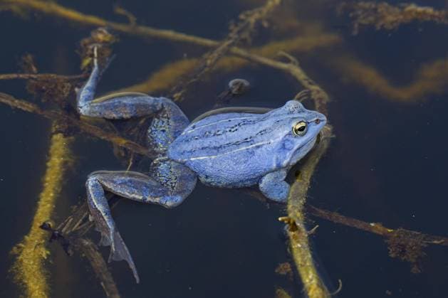 Moorfrosch (Rana arvalis) blau gefärbtes Männchen, das während der Brutzeit im Frühjahr im Teich schwimmt *** Moor Frog Rana Arvalis Blue colored Male, the during the Incubation period at Spring at Pond swims Copyright: imageBROKER alimdix xArterrax xSven-ErikxArndt ibltsm09492089.jpg