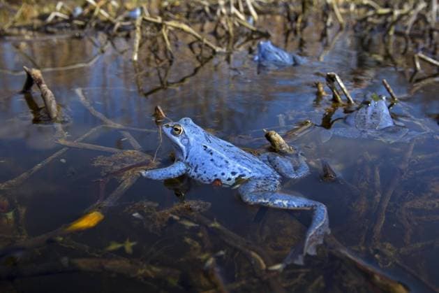 Moorfrösche (Rana arvalis) blau gefärbte Männchen, die während der Brutzeit im Frühjahr im Teich schwimmen *** Moor frogs Rana Arvalis Blue Colored Male, the during the Incubation period at Spring at Pond Swimming Copyright: imageBROKER alimdix xArterrax xSven-ErikxArndt ibltsm09492124.jpg