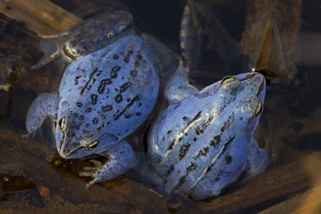 Zwei Moorfrösche (Rana arvalis), blau gefärbte Männchen, die während der Brutzeit im Frühjahr im Teich schwimmen *** Two Moor frogs Rana Arvalis , Blue Colored Male, the during the Incubation period at Spring at Pond Swimming Copyright: imageBROKER alimdix xArterrax xSven-ErikxArndt ibltsm09492127.jpg