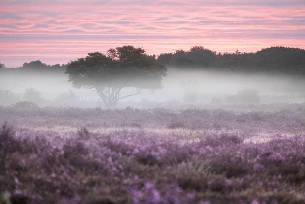News Bilder des Tages HILVERSUM - The Westerheide near Hilversum turns purple. The heaths are blooming earlier than usual this year. ANP JEFFREY GROENEWEG netherlands out - belgium out  Copyright: xx x475273981x originalFilename: 475273981.jpg
