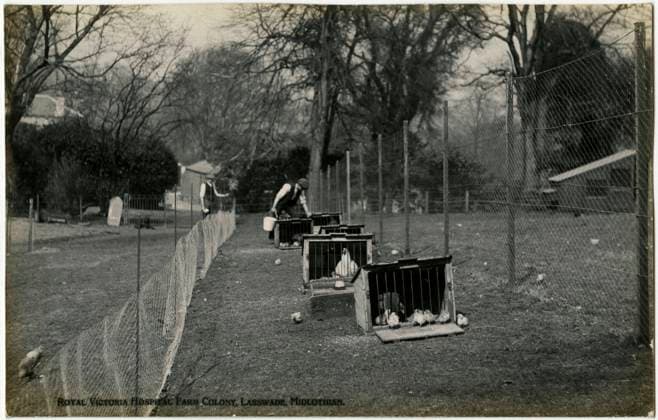 Royal Victoria Hospital Farm Colony, Polton, Scotland Patients tend to the poultry at the Farm Colony Chicken enclosure and coups at The Royal Victoria Hospital, founded in 1894 and Polton Farm Colony, founded in 1910. Together with the Dispensary these formed the nucleus of the Edinburgh Scheme for combating tuberculosis. In 1914, the Dispensary, Hospital and Farm Colony were given to the City of Edinburgh and the Royal Victoria Tuberculosis Trust was founded. These came under the management of the Royal Victoria and Associated Hospitals NHS Trust in 1948, and the North Lothian District of Lothian Health Board in 1974. Date: circa 1910  Copyright: Copyrightx(c)Geminix2023.xCredit:xGemini 11100845