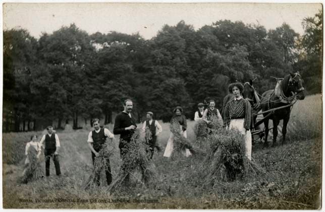 Royal Victoria Hospital Farm Colony, Polton, Scotland Patients harvesting crops and tying stooks in the fields at the Farm Colony (founded in 1910) at The Royal Victoria Hospital, founded in 1894. Together with the Dispensary these formed the nucleus of the Edinburgh Scheme for combating tuberculosis. In 1914, the Dispensary, Hospital and Farm Colony were given to the City of Edinburgh and the Royal Victoria Tuberculosis Trust was founded. These came under the management of the Royal Victoria and Associated Hospitals NHS Trust in 1948, and the North Lothian District of Lothian Health Board in 1974. Date: circa 1910  Copyright: Copyrightx(c)Geminix2023.xCredit:xGemini 11100850