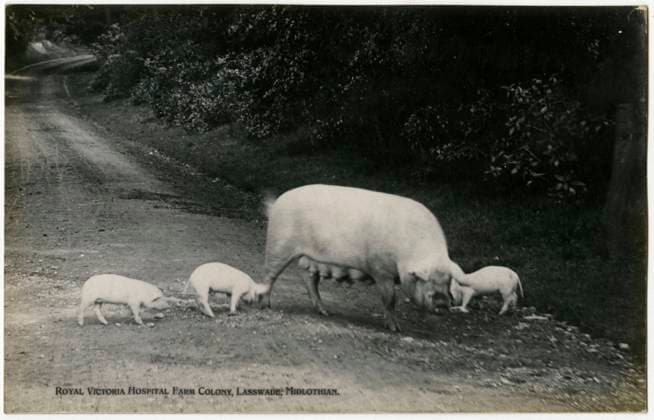 Royal Victoria Hospital Farm Colony, Polton, Scotland Sow and piglets at the Farm Colony (founded in 1910) at The Royal Victoria Hospital, founded in 1894. Together with the Dispensary these formed the nucleus of the Edinburgh Scheme for combating tuberculosis. In 1914, the Dispensary, Hospital and Farm Colony were given to the City of Edinburgh and the Royal Victoria Tuberculosis Trust was founded. These came under the management of the Royal Victoria and Associated Hospitals NHS Trust in 1948, and the North Lothian District of Lothian Health Board in 1974. Date: circa 1910  Copyright: Copyrightx(c)Geminix2023.xCredit:xGemini 11100851