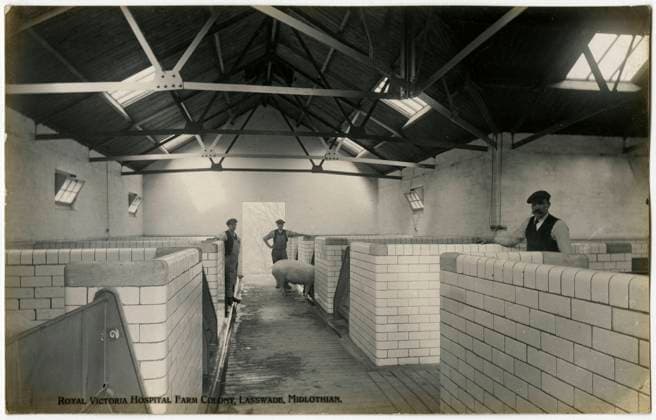 Royal Victoria Hospital Farm Colony, Polton, Scotland Indoor pigsties at the Farm Colony (founded in 1910) at The Royal Victoria Hospital, founded in 1894. Together with the Dispensary these formed the nucleus of the Edinburgh Scheme for combating tuberculosis. In 1914, the Dispensary, Hospital and Farm Colony were given to the City of Edinburgh and the Royal Victoria Tuberculosis Trust was founded. These came under the management of the Royal Victoria and Associated Hospitals NHS Trust in 1948, and the North Lothian District of Lothian Health Board in 1974. Date: circa 1910  Copyright: Copyrightx(c)Geminix2023.xCredit:xGemini 11100853