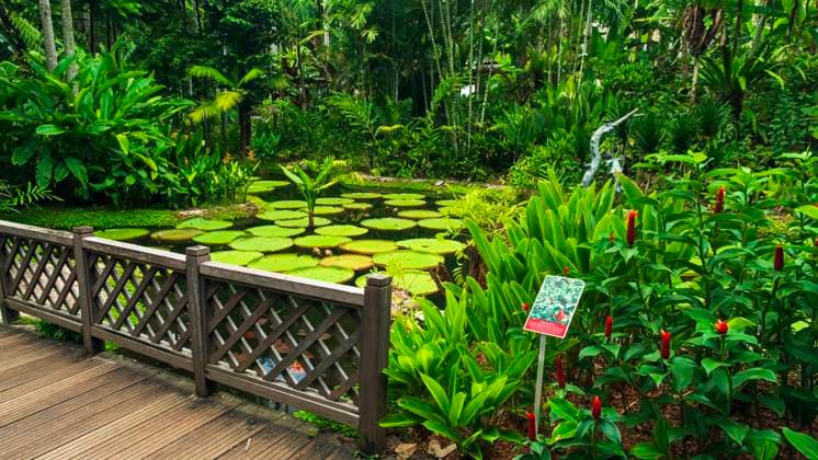 Red Buttons ginger and lily pads in the Ginger Garden, Singapore Botanic Gardens, Singapore.  Copyright: xRussxBishopx x AS32 RBS0078