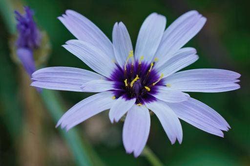 Detailed closeup on a colorful blue Cupids dart flower, Catananche caerulea from the Gard, France *** detailliert closeupe am einer farbenfroh Blau Amors Wurfpfeil flower, Catananche caerulea von der Gard, Frankreich 3824697 RECORD DATE NOT STATED