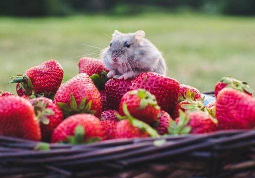 A cute small hamster munching on some red ripe strawberries in a basket on a blurred backgroun *** einer niedlich kleine hamster munching am einige Roter ripe Erdbeeren ÊIn einer Korb am einer unscharf backgroun 3967354 RECORD DATE NOT STATED