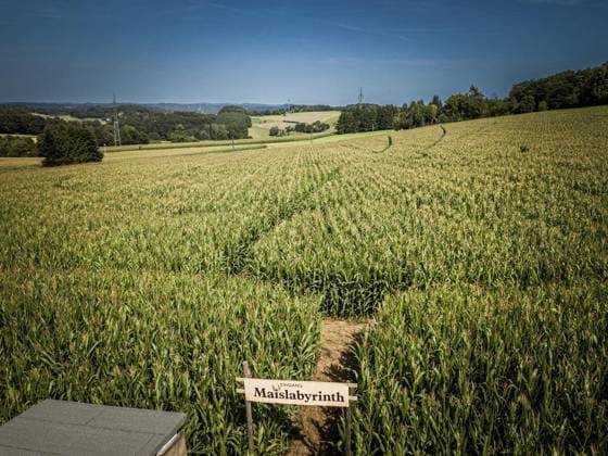 Mais-Labyrinth *** NUR FÜR REDAKTIONELLE ZWECKE *** EDITORIAL USE ONLY ***<p>Besuch im Maislabyrinth des Bergerhof in Hattingen bei Heinrich-Rudolf Reuter am Freitag 11. August 2023 in Hattingen. ***Drohnenfoto*** Deutschland NRW Hattingen Copyright: AndrÃ xHirtz *** Corn maze FOR EDITORIAL PURPOSES ONLY EDITORIAL USE ONLY p Visit to the corn maze of the Bergerhof in Hattingen by Heinrich Rudolf Reuter on Friday 11 August 2023 in Hattingen Drone photo Germany NRW Hattingen Copyright AndrÃ xHirtz Copyright: AndrÃ xHirtz doc7ri1fi2mns84ufgt5va ,EDITORIAL USE ONLY