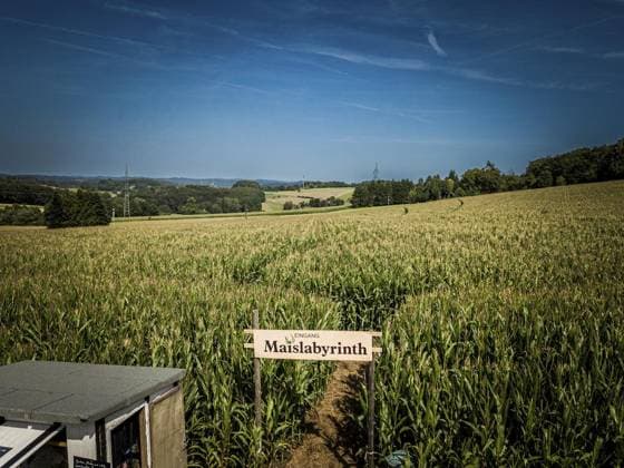Mais-Labyrinth *** NUR FÜR REDAKTIONELLE ZWECKE *** EDITORIAL USE ONLY ***<p>Besuch im Maislabyrinth des Bergerhof in Hattingen bei Heinrich-Rudolf Reuter am Freitag 11. August 2023 in Hattingen. ***Drohnenfoto*** Deutschland NRW Hattingen Copyright: AndrÃ xHirtz *** Corn maze FOR EDITORIAL PURPOSES ONLY EDITORIAL USE ONLY p Visit to the corn maze of the Bergerhof in Hattingen by Heinrich Rudolf Reuter on Friday 11 August 2023 in Hattingen Drone photo Germany NRW Hattingen Copyright AndrÃ xHirtz Copyright: AndrÃ xHirtz doc7ri1fjcaaswy4p14o7 ,EDITORIAL USE ONLY