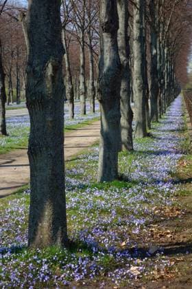 Herrenhäuser Gärten, Hannover im Frühling Herrenhäuser Gärten, Hannover im Frühling Copyright: xZoonar.com Zoonar.com zoonar MarkusxHötzelx 17554450
