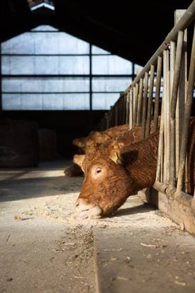 Kühe Kühe in einem Stall in Norddeutschland, 2019 Copyright: xZoonar.com christopherxkochx 13698284
