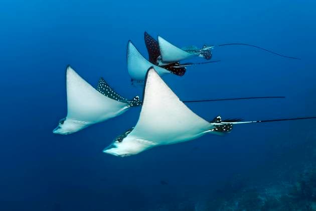 Gruppe Gefleckter Adlerrochen (Aetobatus narinari) schwimmt über Korallenriff, Großes Barriere Riff, Great Barrier Reef, UNESCO Weltnaturerbe, Coral Sea, Korallenmeer, Pazifik, Cairns, Queensland, Australien, Ozeanien *** Group Spotted Eagle Ray Aetobatus narinari swims via Coral reef, Big Barrier Riff, Great Barrier Reef, Unesco World Heritage Site, Coral Sea, Coral Sea, Pacific, Cairns, Queensland, Australia, Oceania Copyright: imageBROKER NorbertxProbst iblnpr09499767.jpg