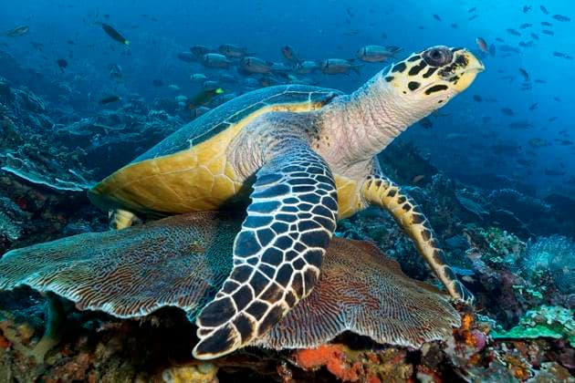  Echte Karettschildkröte (Eretmochelys imbricata) ruht im Korallenriff auf Favia Gehirnkoralle (Platygyra lamellina), hinten Schwarm Weißsaum-Soldatenfisch (Myripristis murdjan), Großes Barriere Riff, Great Barrier Reef, UNESCO Weltnaturerbe, Coral Sea, Korallenmeer, Pazifik, Cairns, Queensland, Australien, Ozeanien *** Real Karettschildkröte Eretmochelys imbricata rests at Coral reef at Favia Brain coral Platygyra lamellina , at the back Swarm White hem Soldier fish Myripristis murdjan , Big Barrier Riff, Great Barrier Reef, Unesco World Heritage Site, Coral Sea, Coral Sea, Pacific, Cairns, Queensland, Australia, Oceania Copyright: imageBROKER/NorbertxProbst iblnpr09499780.jpg