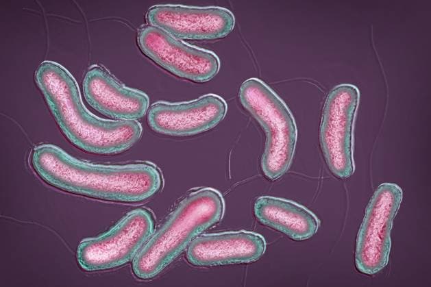 Bacilli vibrio cholera Bacilli Vibrio cholera. Cholera is an infectious and contagious disease, characterized by sudden diarrhea. Left untreated, the main form of cholera is fatal. Image taken from an X 1000 optical microscopy view. Copyright: xCAVALLINIxJAMESx xBSIPx 016262_039 Bsip_016262_039