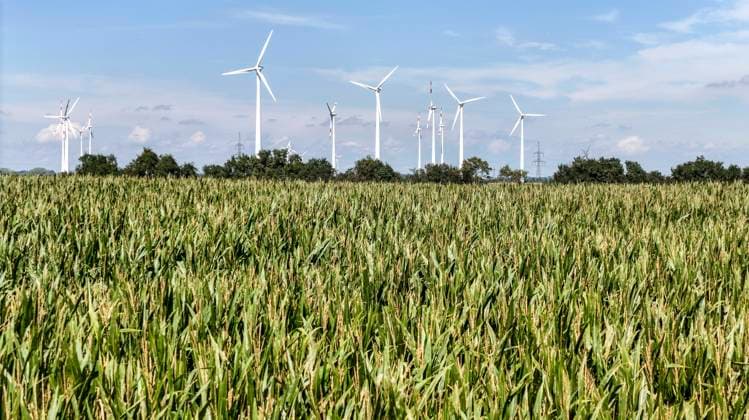 Windpark Nauen, 15.08.2023 - Windmuehlen in einem Windpark an einem Maisfeld. Nauen Brandenburg Deutschland *** Wind farm Nauen, 15 08 2023 windmills in a wind farm at a corn field Nauen Brandenburg Germany