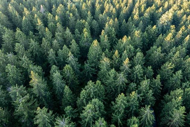 Wald im Taunus Fichten stehen im Wald am Großen Feldberg im Taunus (Luftaufnahme mit einer Drohne), Schmitten Hessen Deutschland *** Forest in Taunus Spruces standing in the forest at the Großer Feldberg in Taunus aerial photo with a drone , Schmitten Hesse Germany