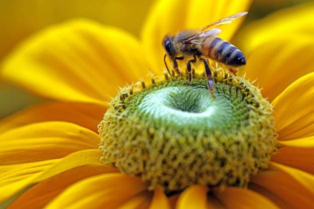Blumenpracht zur Sommerzeit Die schwarzäugige Rudbeckie, auch Rauher Sonnenhut genannt, mit dem Besuch einer Biene zur Blütezeit im Sommer. *** Flower splendor in summer time The black-eyed rudbeckia, also called rough coneflower, with the visit of a bee at flowering time in summer