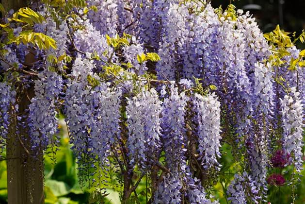  Japanischer Blauregen (Wisteria floribunda Sorte Blue Dream), auch Glyzinie, Kletterpflanze, Hamburg, Deutschland, Europa *** Japanese Blue rain Wisteria floribunda Variety Blue Dream , also Wisteria, Climbing plant, Hamburg, Germany, Europe Copyright: imageBROKER/JustusxdexCuveland ibxuve09504936.jpg