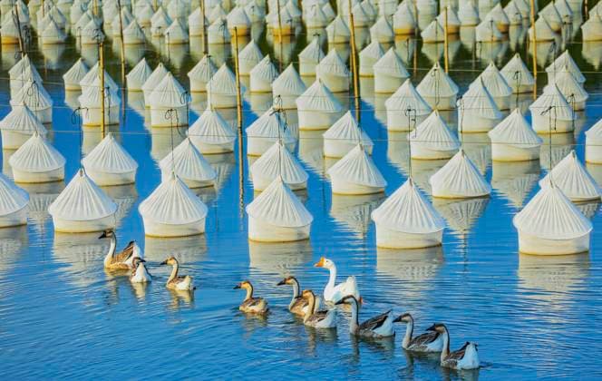 Bilder des Jahres 2023, News 08 August News Themen der Woche KW33 JINING, CHINA - AUGUST 16: Aerial view of geese swimming in a leech breeding base on August 16, 2023 in Jining, Shandong Province of China.  Copyright: xVCGx 111449925882