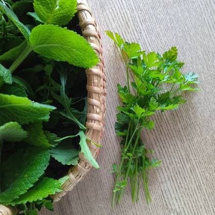 herbs for culinary use in food or medicinal purposes for health herbs for culinary use in food or medicinal purposes