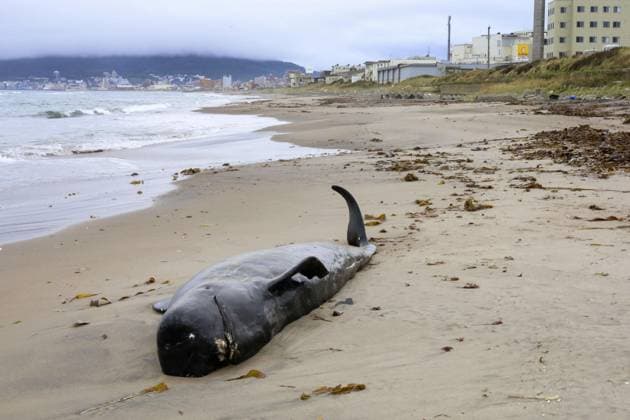 News Themen der Woche KW33 News Bilder des Tages Whale washed up on northern Japan beach Photo shows a dead whale washed up on a beach in Hakodate in Hokkaido, northern Japan, on Aug. 19, 2023.  A14AA0001774550P