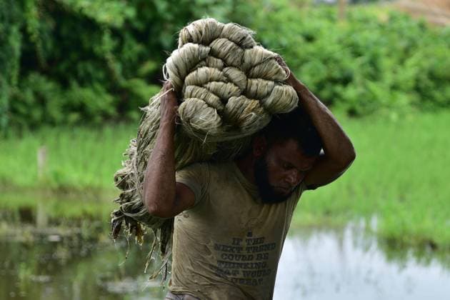 News Themen der Woche KW33 News Bilder des Tages Jute Harvesting In India A worker carries a bundle of jute for drying to make threads, in Nagaon district, in the northeastern state of Assam, India, August 19 ,2023 . Nagaon India  Copyright: xAnuwarxHazarikax originalFilename: hazarika-notitle230819_npI9J.jpg
