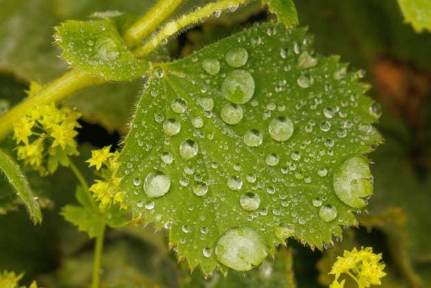 Sommerblumen auf der BuGa 2023 in Mannheim Alchemilla mollis, Thriller, Weiche Frauenmantel; Nahaufnahme eines Blattes mit Regentropfen; Bunte Bluetenpracht, Sommerblumen, Blumen mit Regentropfen; Bundesgartenschau 2023 Mannheim, BuGa, Nahaufnahme, Wassertropfen; Makro; Mannheim Spinelli-Park Baden-Württemberg Deutschland *** Summer flowers at the BuGa 2023 in Mannheim Alchemilla mollis, thriller, soft ladys mantle close-up of a leaf with raindrops colorful blossom splendor, summer flowers, flowers with raindrops Federal Horticultural Show 2023 Mannheim, BuGa, close-up, water drop macro Mannheim Spinelli Park Baden Württemberg Germany Copyright: xBEAUTIFULxSPORTS Hahnex