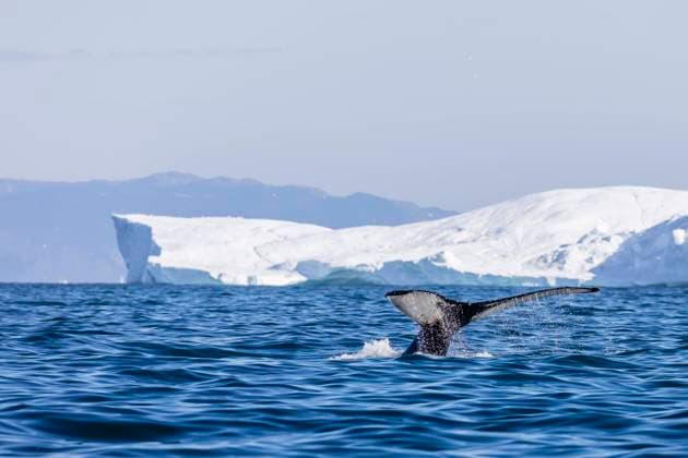 An adult humpback whale (Megaptera novaeangliae), flukes up dive amongst the icebergs of Ilulissat, Western Greenland, Polar Regions Copyright: MichaelxNolan 1112-7615 RECORD DATE NOT STATED