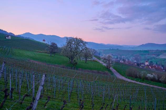  Weinberge, Kirschbaum, Blüte, Dämmerung, Morgen, Frühling, Feldberg, Müllheim, Eggener Tal, Markgräflerland, Baden-Württemberg, Deutschland, Europa *** Vineyards, Cherry, Flower, Twilight, Tomorrow, Spring, Feldberg, Müllheim, Eggener Valley, Markgräflerland, Bathing Württemberg, Germany, Europe Copyright: imageBROKER/RaimundxLinke ibxrde09480617.jpg