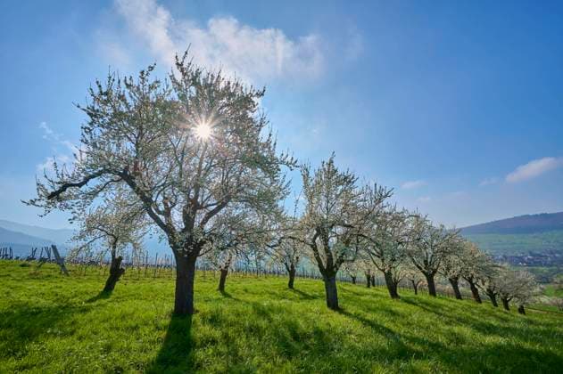  Pflaumenbaum, Obstplantage, Blüte, Sonne, Morgen, Frühling, Obereggenen, Müllheim, Eggener Tal, Markgräflerland, Baden-Württemberg, Deutschland, Europa *** Plum tree, Orchard, Flower, Sun, Tomorrow, Spring, Obereggenen, Müllheim, Eggener Valley, Markgräflerland, Bathing Württemberg, Germany, Europe Copyright: imageBROKER/RaimundxLinke ibxrde09480640.jpg