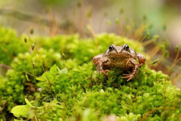 Moorfrosch (Rana arvalis) Moorfrosch (Rana arvalis)im Moos. Copyright: xZoonar.com GerhardxButkex 13699503