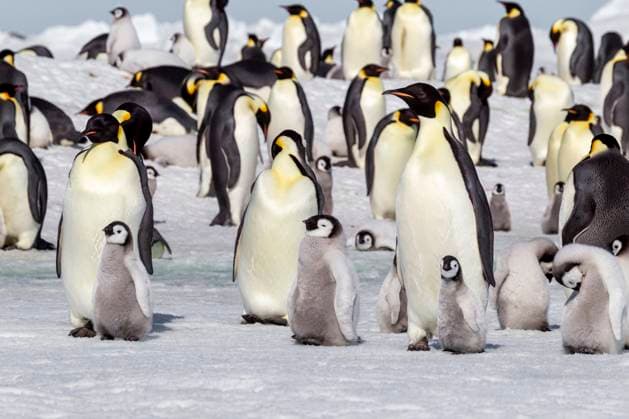 Antarctica, Snow Hill. Chicks stay near the adults in the rookery.  Copyright: xEllenxB.xGoffx x AN02 EGO0086