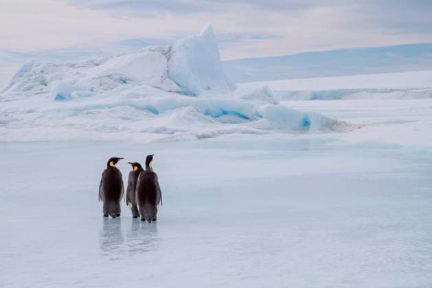 Antarctica, Snow Hill. A group of emperor penguins pause on their way to the sea.  Copyright: xEllenxB.xGoffx x AN02 EGO0125