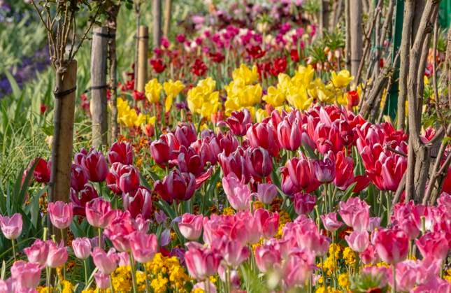 France, Giverny. Flower bed of tulips in Monet s Garden. Credit as: Wendy Kaveney Jaynes Gallery DanitaDelimont. com  Copyright: xWilliamxD.xJaynesx(BJY)x x EU09 BJY0163