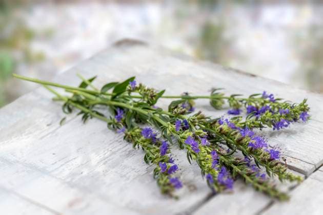 Hyssop Hyssopus officinalis or hyssop white wood over white greeny old wall background. Copyright: xCHASSENETx xBSIPx 015766_005 Bsip_015766_005 model release