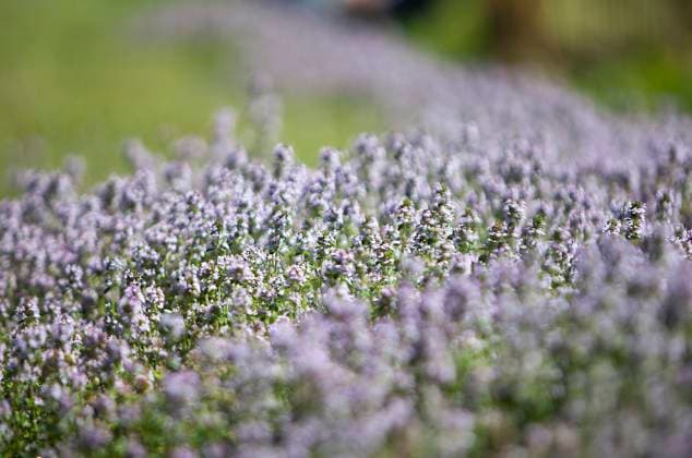 Lemon thyme Lemon thyme is antiseptic, cough suppressant, stomachic, antispasmodic and even healing. Copyright: xAMELIE-BENOISTx xIMAGExPOINTxFRx xBSIPx 016220_1250 Bsip_016220_1250 model release