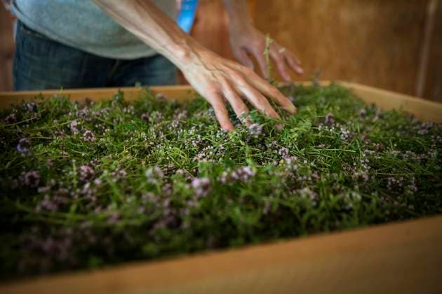 Herbalist Lemon thyme is an antiseptic, antitussive, stomachic, antispasmodic and even healing medicinal plant. Copyright: xAMELIE-BENOISTx xIMAGExPOINTxFRx xBSIPx 016220_1264 Bsip_016220_1264 model release