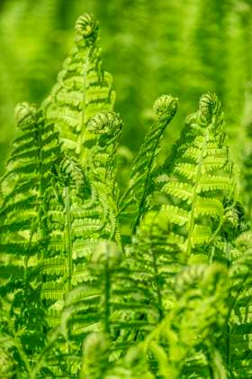 Ostrich fern  Copyright: xCreativexSparksxImageryxLLCx(LEN)x x NA01 LEN1022