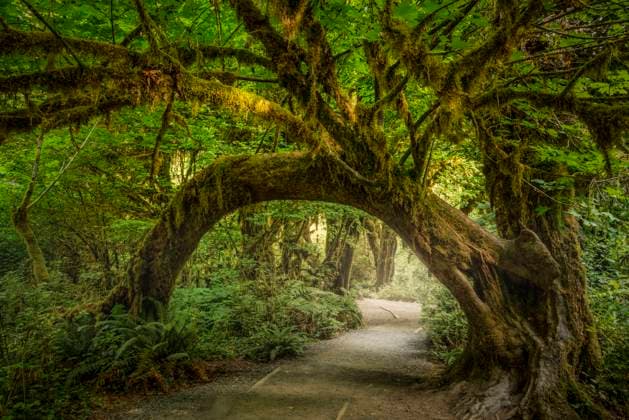 Hall of Moses in Olympic National Park, Washington Hoh, Washington, United States CR_SHKO230822-1238946-01