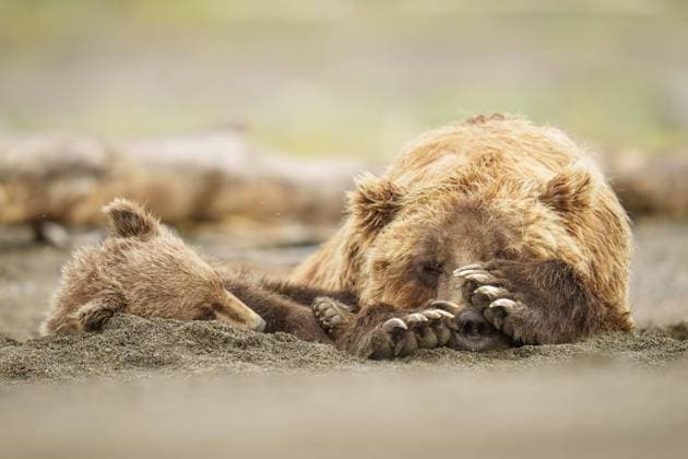 Bear Mother and Cub Napping Together Tyonek, Alaska, United States CR_SYVS230822-1238248-01