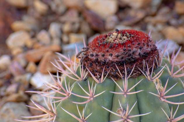 USA, Arizona, Phoenix. Barrel cactus with red crown.  Copyright: xWilliamxD.xJaynesx(BJY)x x US03 BJY1251