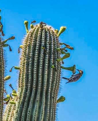 Gila woodpecker, Desert Botanical Garden, Phoenix, Arizona.  Copyright: xWilliamxPerryx x US03 WPE0100