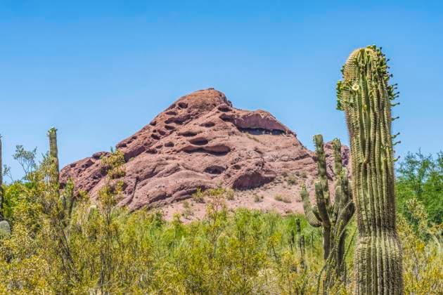 Saguaro cactus blooming, Brown Mountain, Desert Botanical Garden, Phoenix, Arizona.  Copyright: xWilliamxPerryx x US03 WPE0151