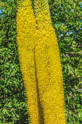 Thread Agaves blooming, Desert Botanical Garden, Phoenix, Arizona.  Copyright: xWilliamxPerryx x US03 WPE0154