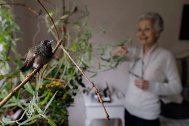 Catia Lattouf, Hummingbird Rescuer And Caregiver In Mexico In the background, Catia Lattouf, health coucher, rescuer and hummingbird keeper, inside her apartment in Mexico City. Mexico City Mexico City Mexico  Copyright: xGerardoxVieyrax originalFilename: vieyra-notitle230823_np71B.jpg