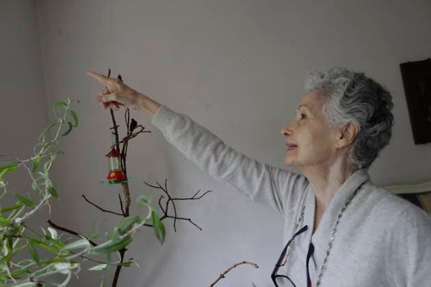 Catia Lattouf, Hummingbird Rescuer And Caregiver In Mexico Catia Lattouf, health coucher, hummingbird rescuer and keeper, points to a hummingbird inside her apartment in Mexico City. Mexico City Mexico City Mexico  Copyright: xGerardoxVieyrax originalFilename: vieyra-notitle230823_npKhg.jpg