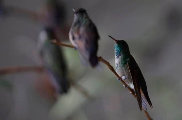 Catia Lattouf, Hummingbird Rescuer And Caregiver In Mexico Hummingbirds inside the apartment of Catia Lattouf, health coach, rescuer and hummingbird keeper, who lives in Mexico City. Mexico City Mexico City Mexico  Copyright: xGerardoxVieyrax originalFilename: vieyra-notitle230823_np3rX.jpg