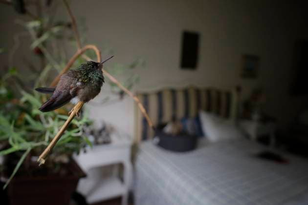 Catia Lattouf, Hummingbird Rescuer And Caregiver In Mexico Hummingbird inside the apartment of Catia Lattouf, health coach, rescuer and hummingbird keeper, who lives in Mexico City. Mexico City Mexico City Mexico  Copyright: xGerardoxVieyrax originalFilename: vieyra-notitle230823_npgZI.jpg